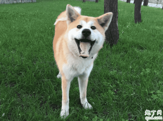 柴犬和秋田犬哪個(gè)好養(yǎng) 柴犬和秋田犬怎么分別1