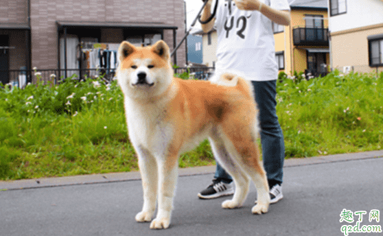 柴犬和秋田犬哪個(gè)好養(yǎng) 柴犬和秋田犬怎么分別2