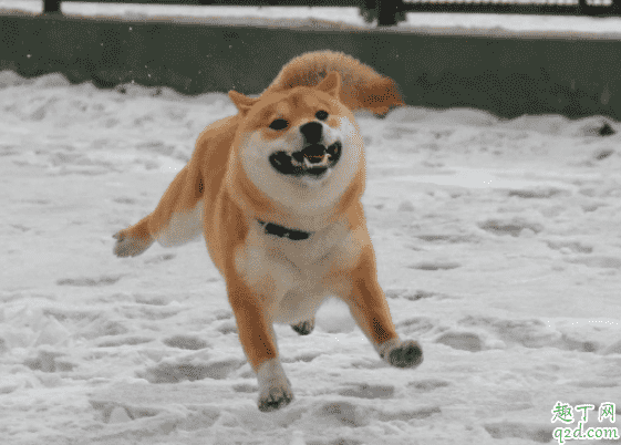 柴犬和秋田犬哪個(gè)好養(yǎng) 柴犬和秋田犬怎么分別4