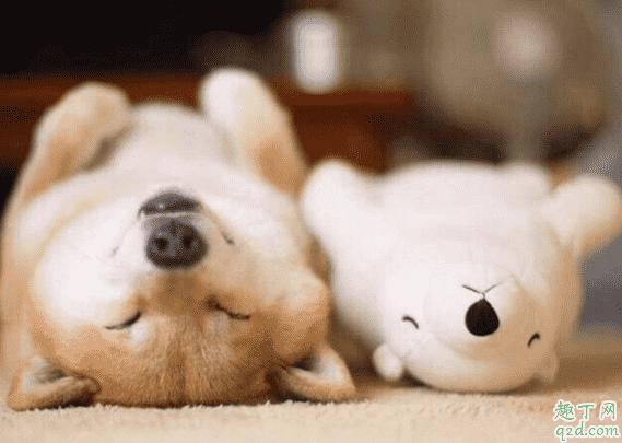 柴犬和秋田犬哪個(gè)好養(yǎng) 柴犬和秋田犬怎么分別5