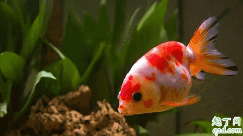 金魚為什么那么容易死 天氣熱了怎么防止魚死4