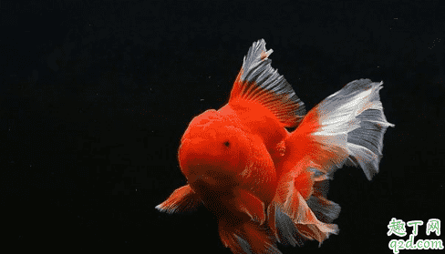 金魚為什么那么容易死 天氣熱了怎么防止魚死3