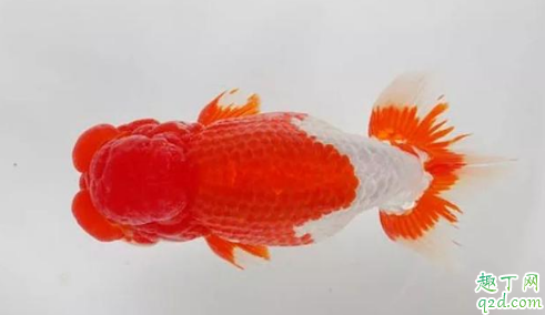 金魚為什么那么容易死 天氣熱了怎么防止魚死2