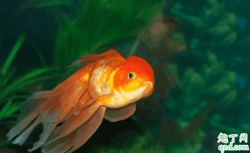 金魚為什么那么容易死 天氣熱了怎么防止魚死1
