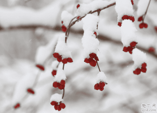 大雪節氣都有什么傳統習慣 為什么大雪節氣要做腌肉1