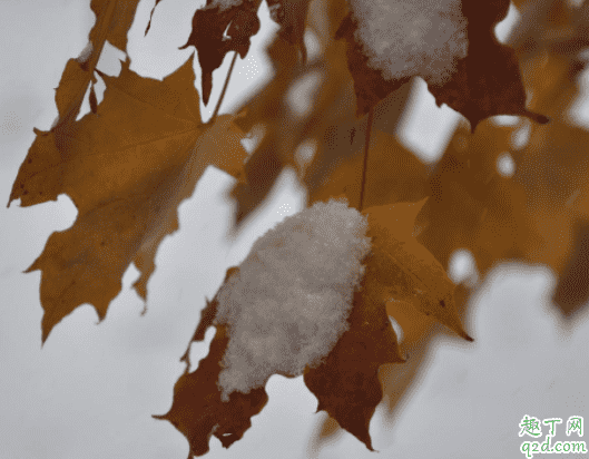 小雪節氣都有什么習俗 小雪節氣為什么做臘肉1