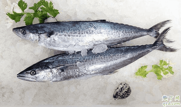 鲅魚(yú)去腥過(guò)油好還是焯水好 鲅魚(yú)去腥用什么方法好2