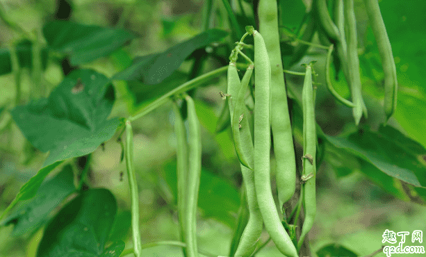 四季豆能不能吃 烹飪四季豆時(shí)需注意的事項(xiàng)都有啥2