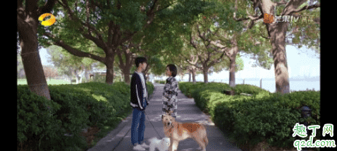 下一站是幸福元宋的狗什么品種 下一站是幸福男主同款狗多少錢3
