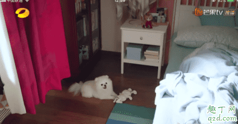 下一站是幸福元宋的狗什么品種 下一站是幸福男主同款狗多少錢4