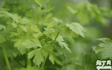 常吃芹菜能變瘦不 吃芹菜對身體有哪些好處2