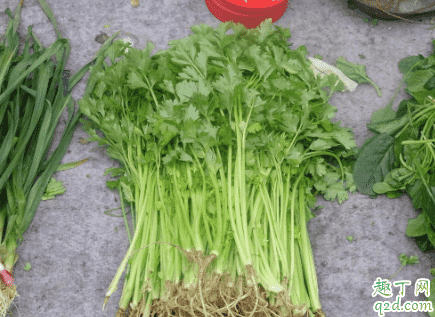 常吃芹菜能變瘦不 吃芹菜對身體有哪些好處4