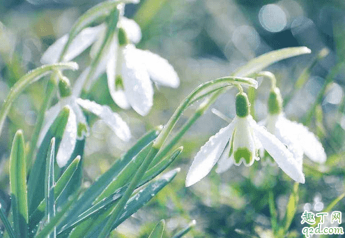 雪花蓮老爛根是怎么回事 雪花蓮爛根后怎么救活2