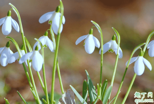 雪花蓮老爛根是怎么回事 雪花蓮爛根后怎么救活1
