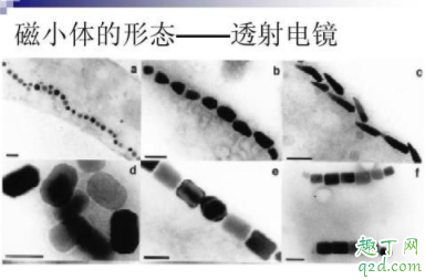 家養(yǎng)鴿子會傳染冠狀病毒嗎 疫情期間能不能吃鴿子4