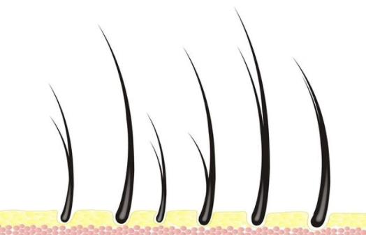 女性剃掉陰毛好嗎？女人私處陰毛多正常嗎？女人私處體毛有什么作用