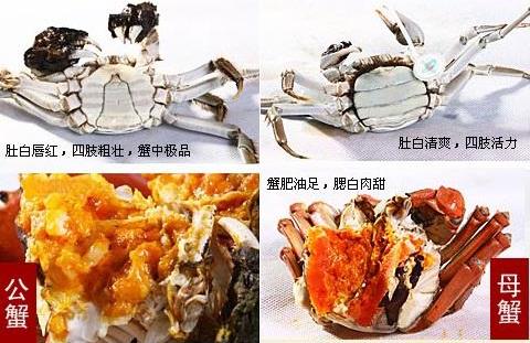 吃螃蟹吃公的還是母的？公螃蟹好吃還是母螃蟹好吃？