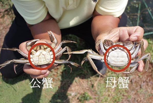 螃蟹怎么挑選公母 一次教你如何挑蟹、吃蟹秘訣