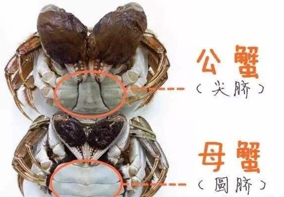 吃螃蟹吃公的還是母的？公螃蟹好吃還是母螃蟹好吃？