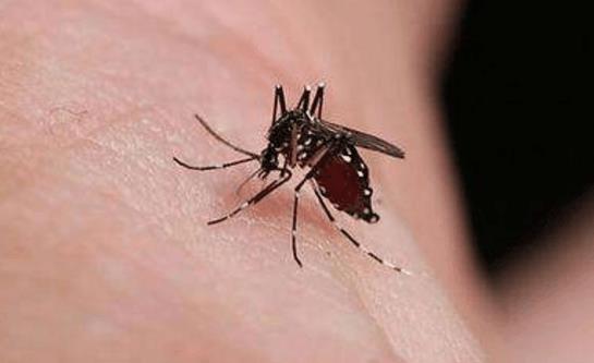 被蚊子咬了怎么辦？被蚊子咬了怎么快速消腫止癢
