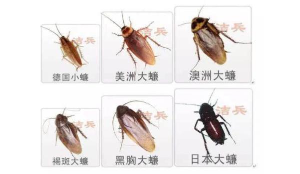 蟑螂都有什么種類