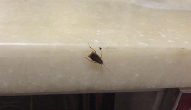 廚房里有蟑螂怎么辦？
