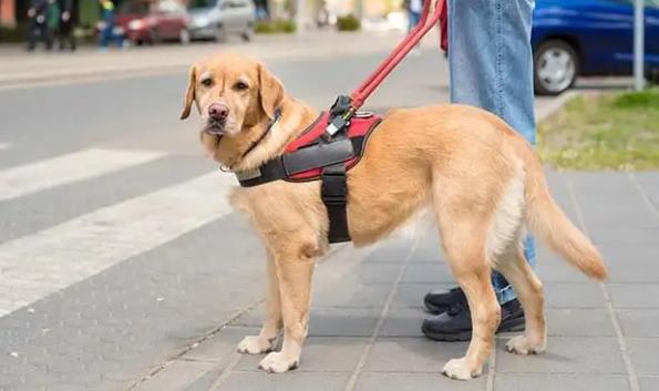 導盲犬可以進入公共場所嗎？導盲犬一般是什么品種？