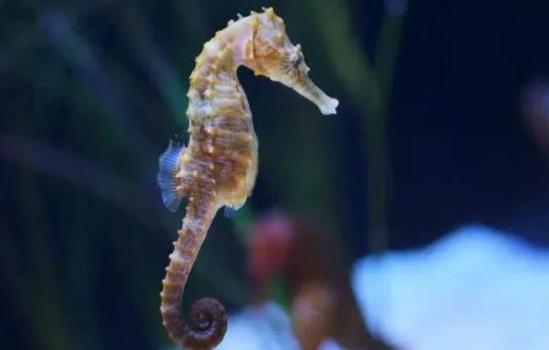 海馬為什么是爸爸生出來的？海馬是魚類嗎？