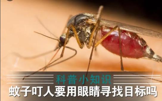 蚊子眼睛能看見東西嘛？高層為什么有蚊子