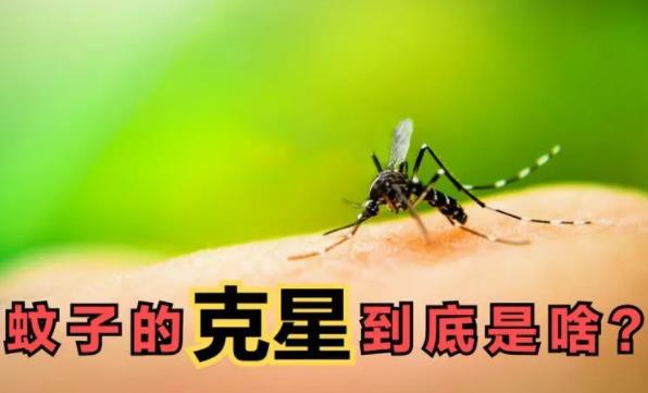 蚊子的天敵是什么動物？為什么蚊子總是在耳朵旁邊嗡嗡