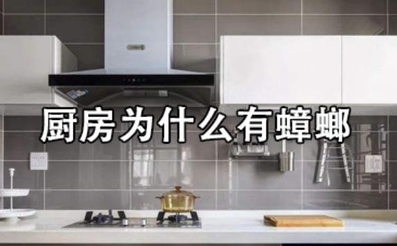 如何做到櫥柜里不進蟑螂？選購櫥柜應該注意哪些