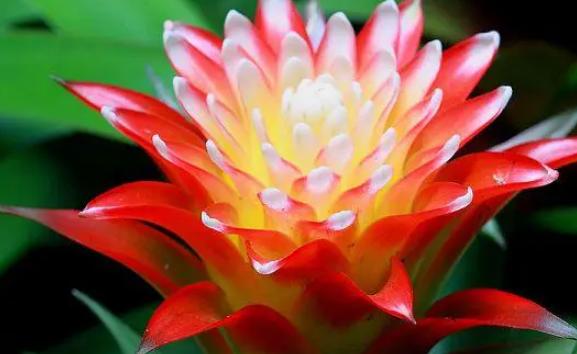 花卉鴻運(yùn)當(dāng)頭是什么？鴻運(yùn)當(dāng)頭花期是幾月