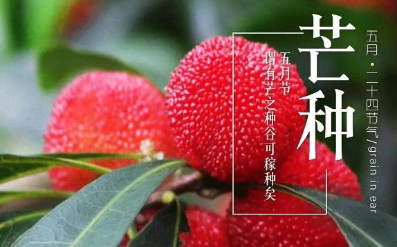 芒種吃什么水果健康？芒種后雨水多嗎