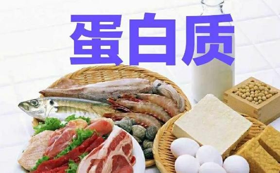 蛋白質占人體的百分之幾？蛋白質是什么