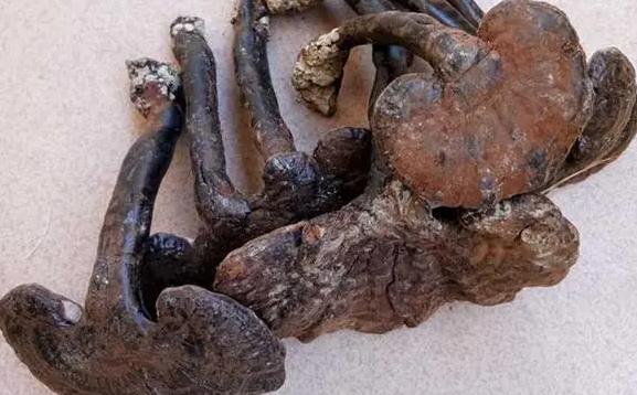 靈芝生長在什么地方?怎樣識(shí)別?靈芝怎樣區(qū)分好壞