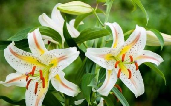 百合花一年有幾個(gè)花期？百合花秋天怎么養(yǎng)