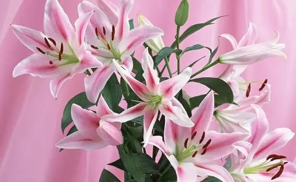 百合花有多少種類及顏色？百合花為什么要在夏天開