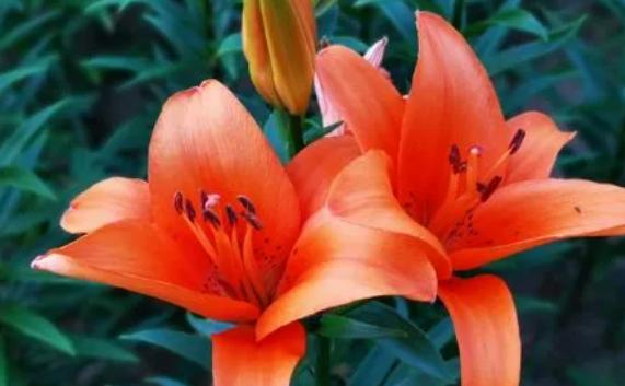 百合花的傳說是什么？百合花開花的形狀是什么樣的