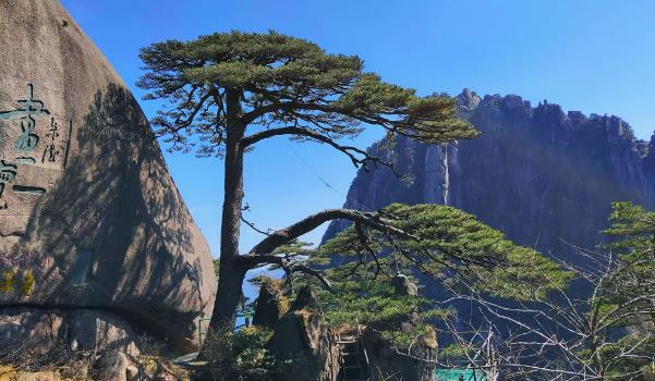 黃山有哪些特產(chǎn)(黃山毛峰、太平猴魁、祁門紅茶、屯溪綠茶)