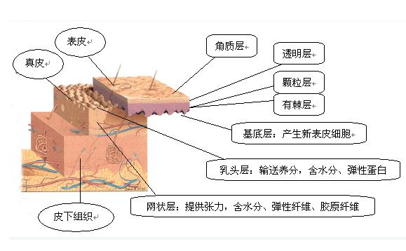 什么是角質(zhì)層？怎樣增加角質(zhì)層厚度