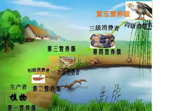 生態(tài)系統(tǒng)的營養(yǎng)結(jié)構(gòu)包括哪些？消費者在生態(tài)系統(tǒng)中的作用
