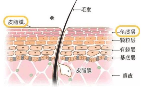 角質層薄如何修復？角質層薄用什么洗面奶