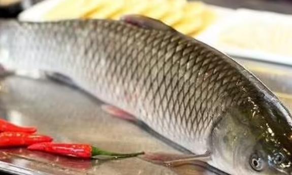 青魚和草魚哪個好吃？青魚和草魚的區別