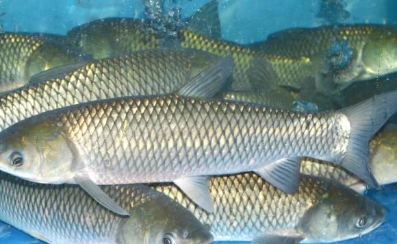 怎么挑選草魚？草魚的刺多嗎