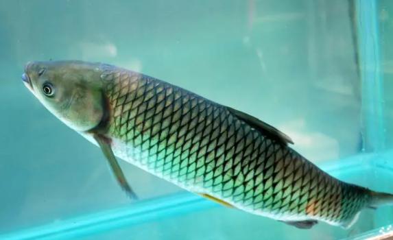 草魚可以冷凍嗎？酸菜魚可以用草魚做嗎