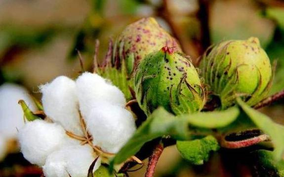 華北平原種棉花的優(yōu)勢條件是什么？華北平原屬于什么農業(yè)
