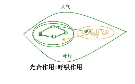 光合作用與呼吸作用的關系是什么？光合作用與有氧呼吸的區別與聯系