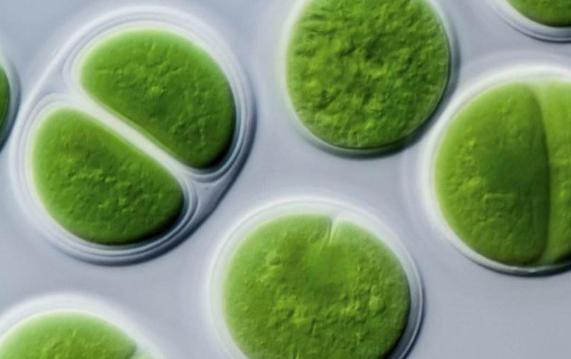 藍藻是原核生物嗎？藍藻是什么