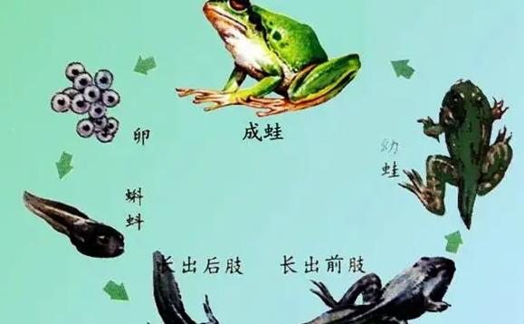 蝌蚪要多久才能變成青蛙？蝌蚪的天敵有哪些