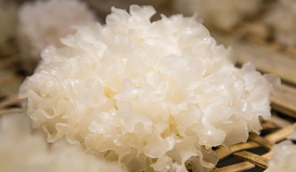銀耳怎么泡發(fā)(在夏天用冷水泡發(fā)，在冬天最好用溫水泡發(fā))